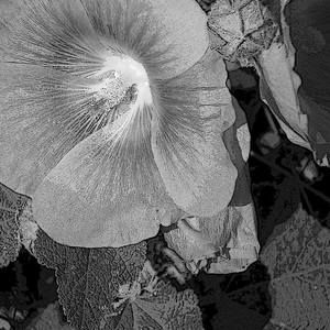 Meet your Posher, Eileen